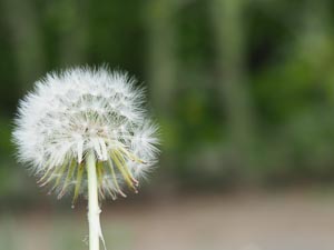 Pusteblume